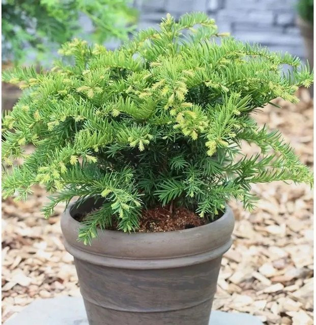 Taxus baccata Tafeleibe dunkelgrün von Nr-01.de für deinen Garten - Bild 1
