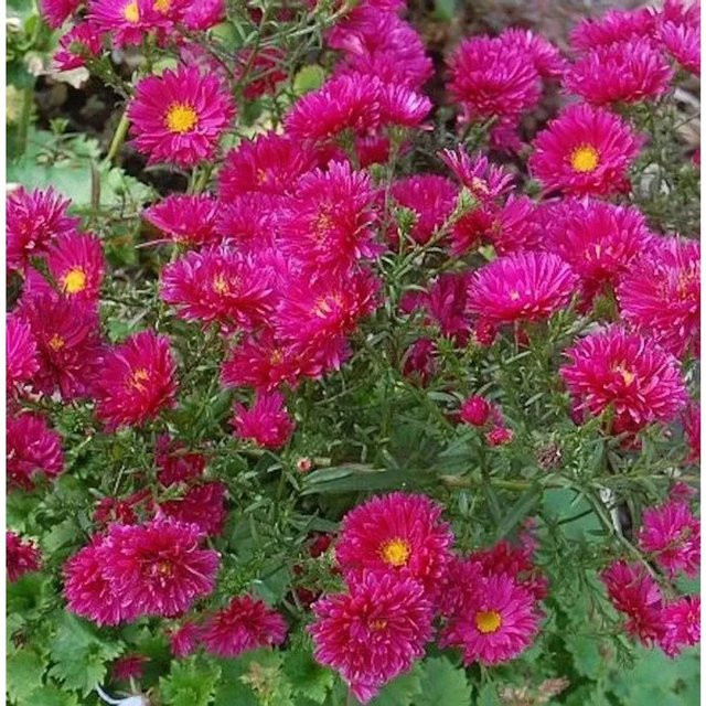 Glattblattaster Royal Ruby Aster novi belgii in Rot und Pink - Bild 1