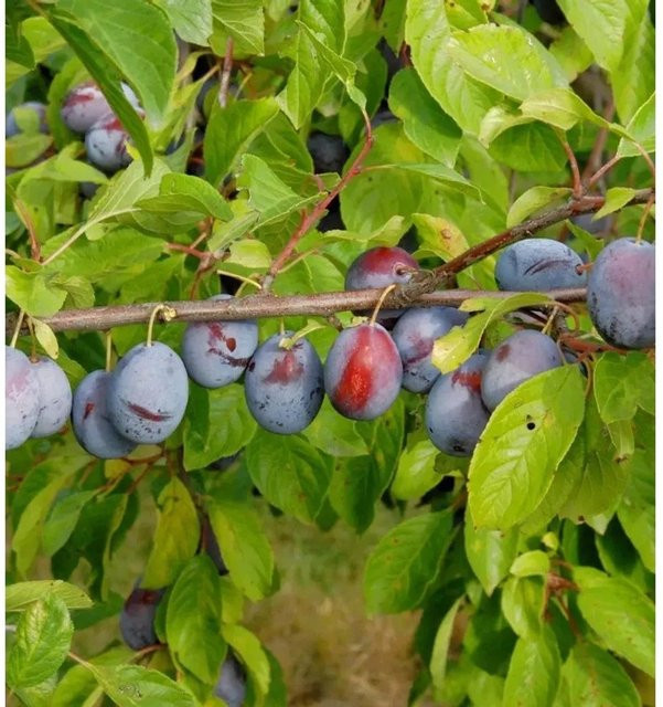 Kirkespflaume Prunus domestica Obstbaum von Die Nr-01.de Höhe: 60-80 cm - Bild 1