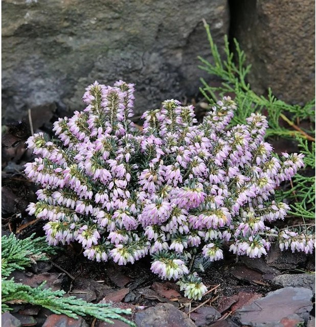 10x Winterheide Erica carnea in Pink, mehrjährige Pflanze für Heidegarten und Balkon - Bild 1