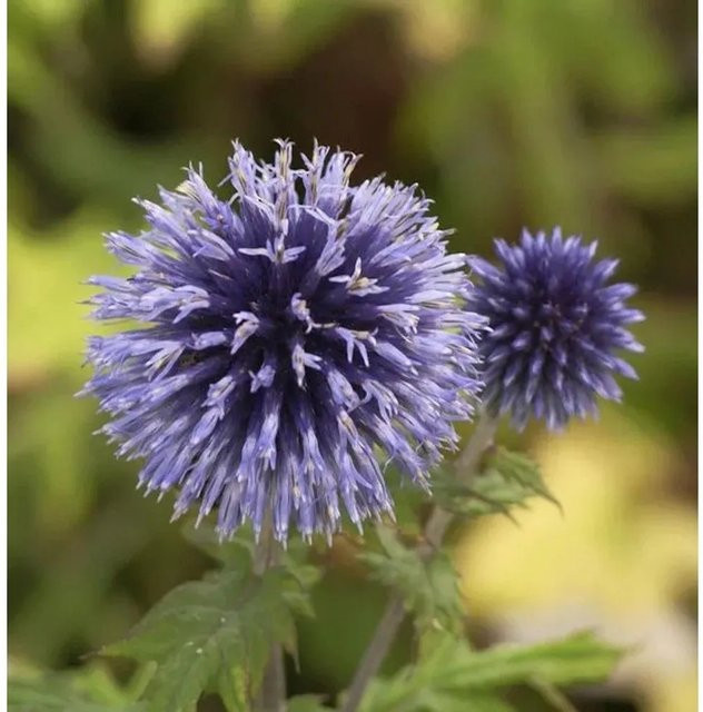 Echinops ritro Kugeldistel in Blau als mehrjährige Solitärpflanze für Garten und Schnittblumen - Bild 1