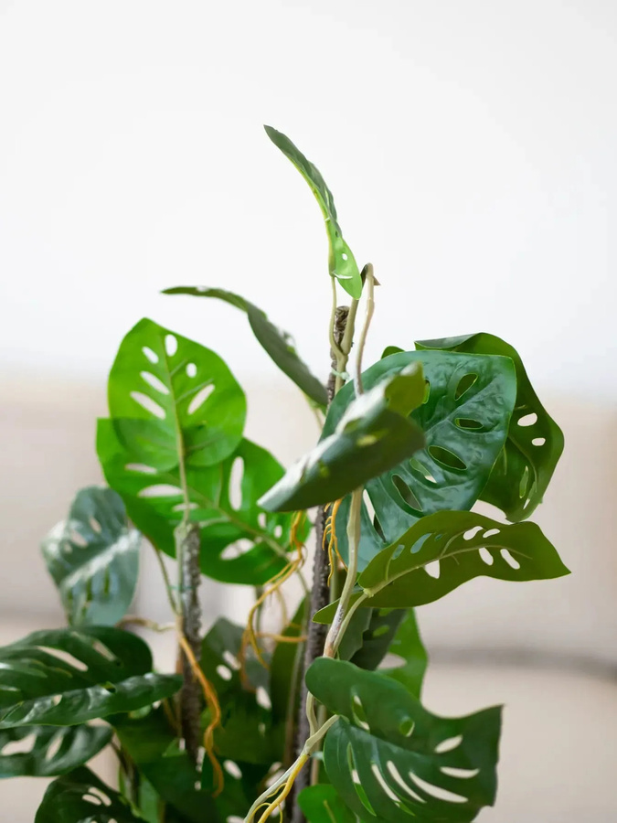 Künstliche Monstera Jonathan von Aplanta in Grün, Höhe: 75 cm - Bild 4