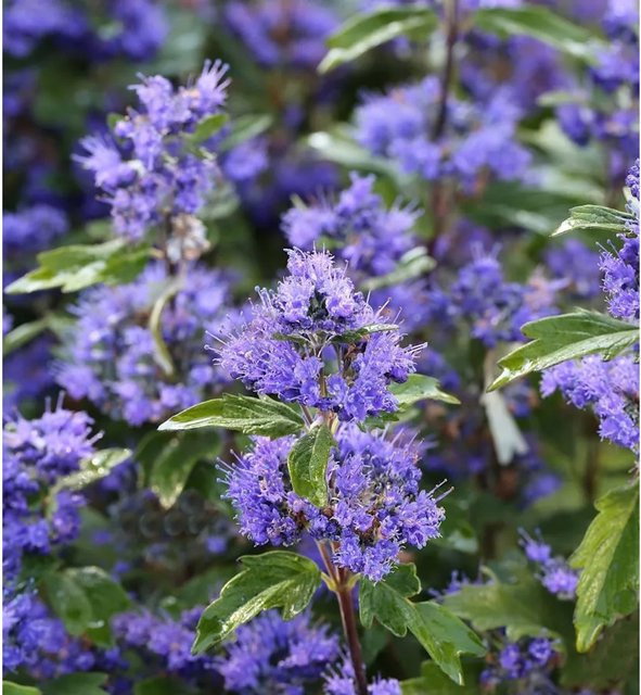 Caryopteris clandonensis Bartblume Grand Bleu Zierstrauch, Farbe: Blau - Bild 1