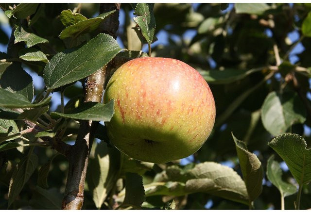 Zwergapfelbaum Jonagold als Spindel mit mittelgroßen süßen Früchten, Wuchshöhe: 2 Meter - Bild 1