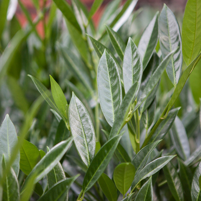 Kirschlorbeer Caucasica als Heckenpflanze in Weiß und Grün von Mein schöner Garten Shop - Bild 1