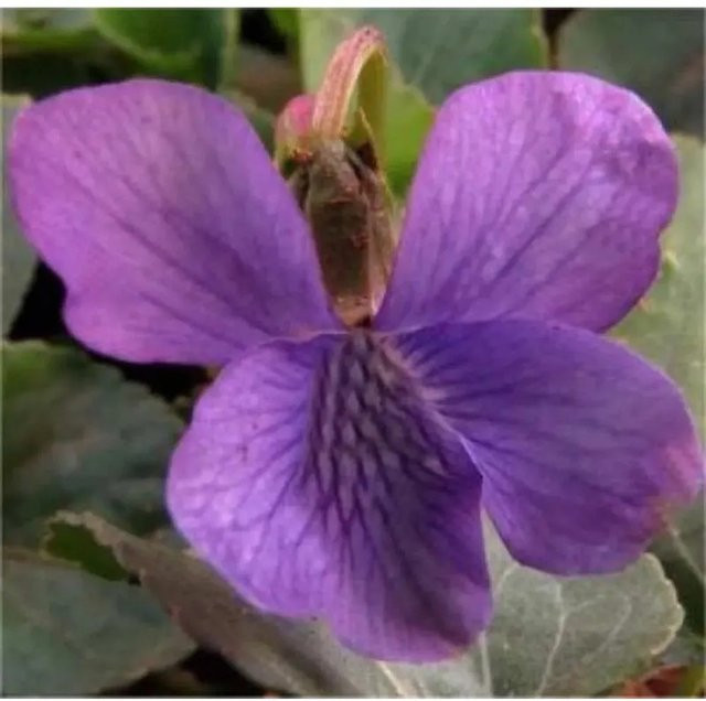 Pfingst Veilchen Rubra Viola sororia lila mehrjährige Bodendecker Pflanze - Bild 1