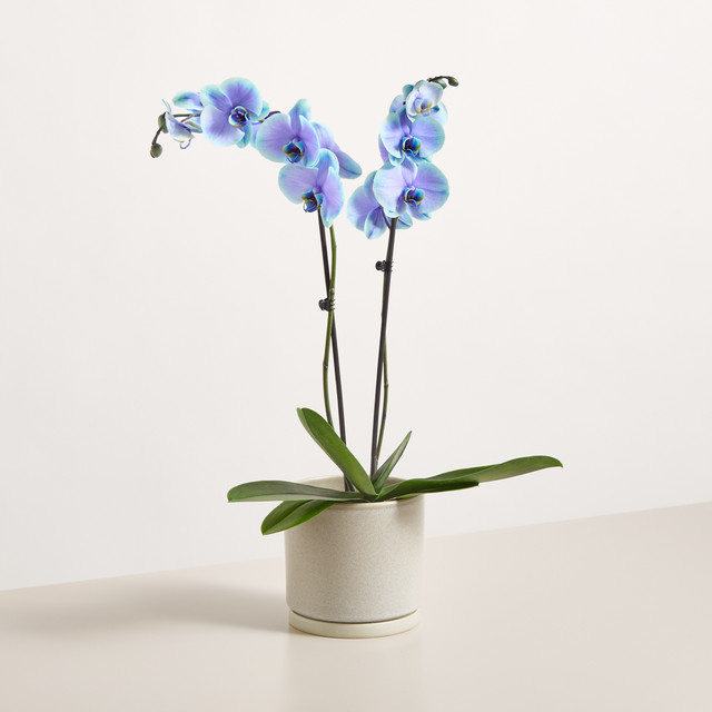 Phalaenopsis Orchidee Bibble von BLUME2000 in Blau und Pink blühend im Topf - Bild 1