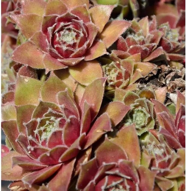 Sempervivum arachnoideum Spinnweb Hauswurz Draco von Nr-01.de - Bild 1