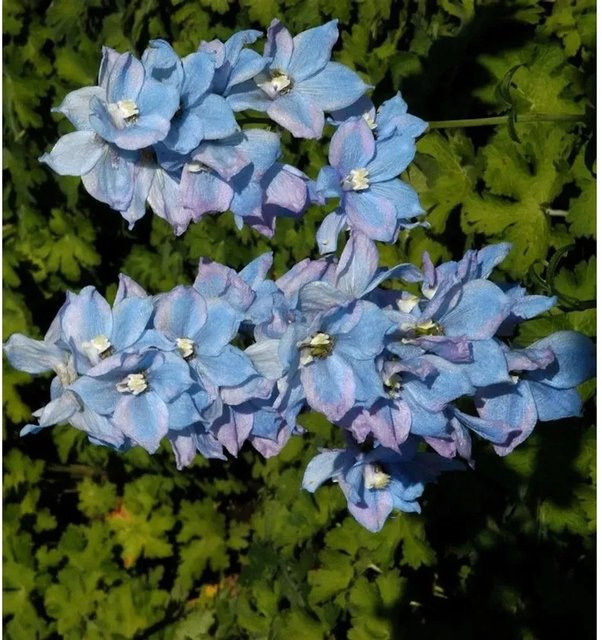 Hoher Rittersporn Blauwal Delphinium elatum in Blau für den Garten - Bild 1