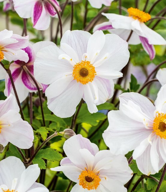 Weiße Herbst-Anemone - Bild 1
