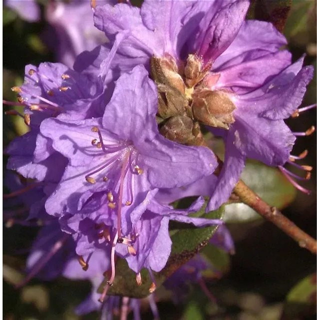 Rhododendron radistrotum Kriech- und Zwergstrauch von Nr-01.de zur Bodenbedeckung und Kübelbepflanzung - Bild 1
