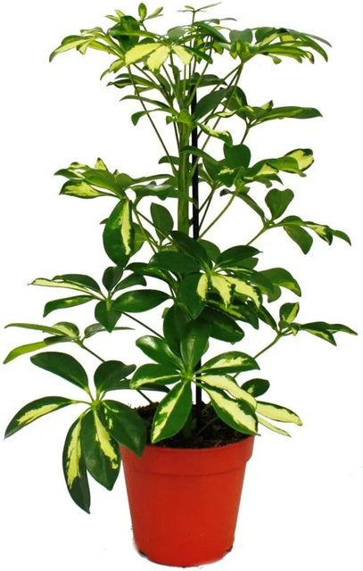 Exotenherz Strahlenaralie Schefflera Zimmerpflanze mit weißgrünem Laub, Höhe: ca. 42,5 cm, Topfgröße: 12 cm - Bild 1
