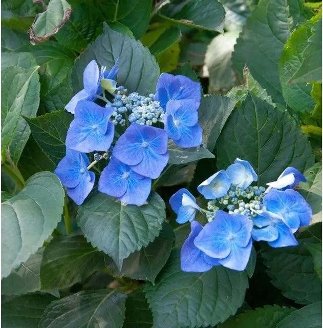 Bauernhortensie Hydrangea macrophylla in Blau von Die Nr-01.de - Bild 1