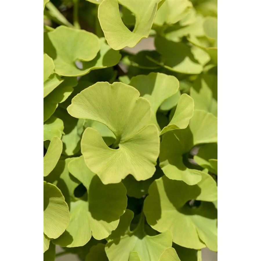 Ginkgo Biloba Mariken Fächerblattbaum Pflanzen für dich, Höhe: 30 cm, Grün und Gelb - Bild 2