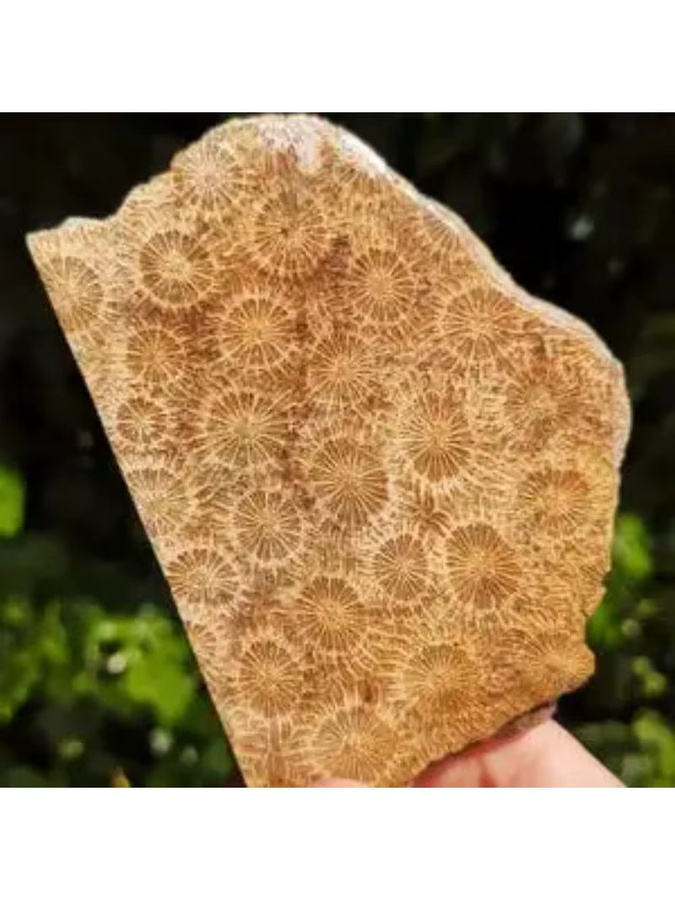 CrystalHola Korallen-Jade-Platte in Braun mit abstrakten Mustern und unregelmäßiger Freiform für Schmuckherstellung - Bild 3