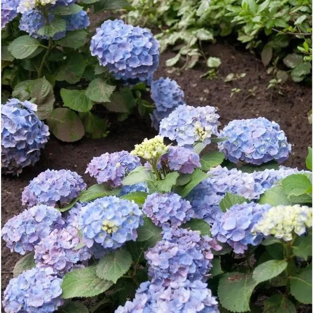 Bauernhortensie Ayesha Hydrangea macrophylla in Pink, Violet und Blau, Höhe: 30-40 cm - Bild 1