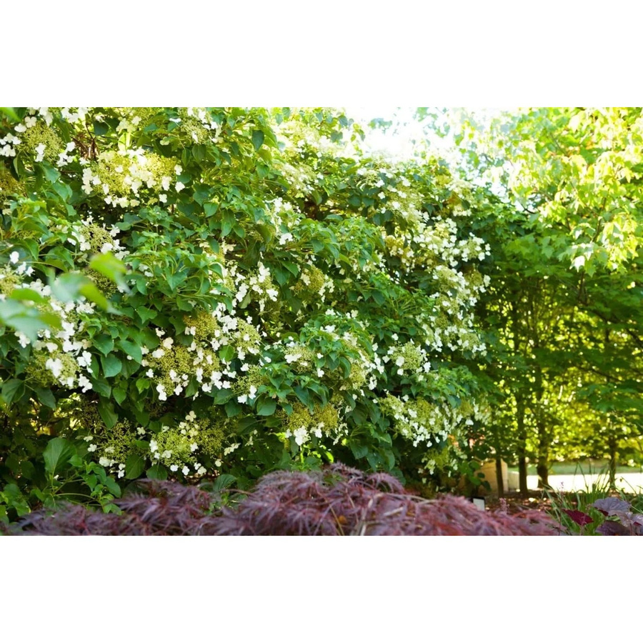 Hydrangea Petiolaris Kletterhortensie Weiß 100–125 cm - Bild 2