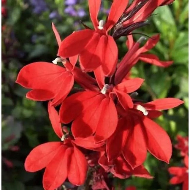 Prachtlobelie Scarlet Lobelia speciosa in Rot als mehrjährige Gartenpflanze - Bild 1