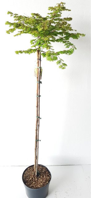 Metasequoia Matthaei Broom Kugel-Mammutbaum Stämmchen von Pflanzen-Boering, grün, Höhe: 170 cm - Bild 1