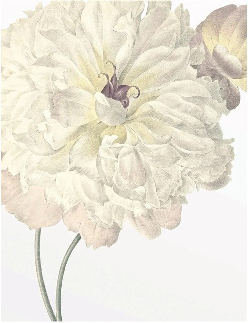 Komar Wandbild Illustration Dahlia in Multicolour, Breite: 40 cm, Höhe: 50 cm - Bild 1