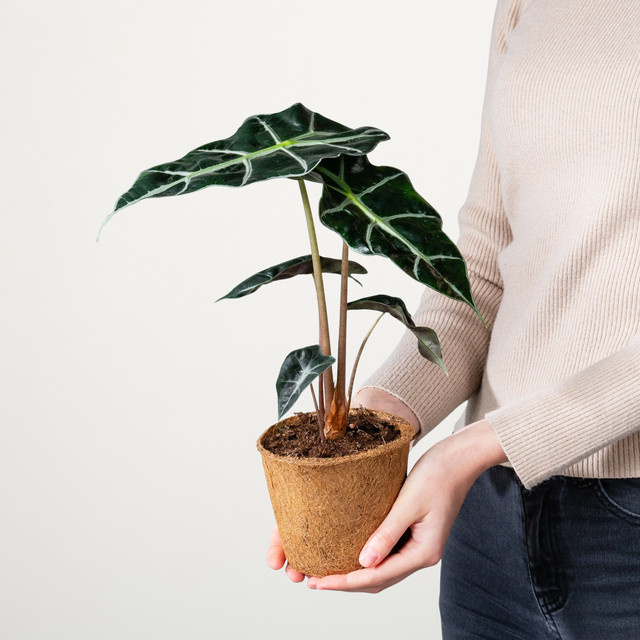 Alocasia Dwarf Zimmerpflanze in Grün von BLUME2000 im Kokostopf - Bild 1