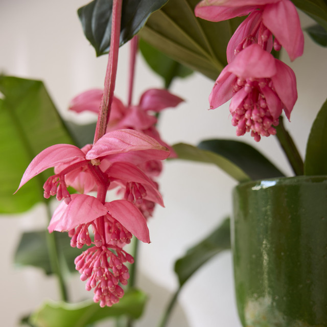 Medinilla Magnifica Blume in Rosa mit 6 Knospen von BLUME2000 - Bild 1