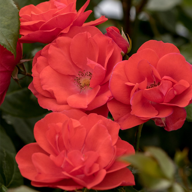 Strauchrose Tantau Feuerwerk mit Blüte von Juni bis Oktober, Höhe: 150 cm - Bild 1