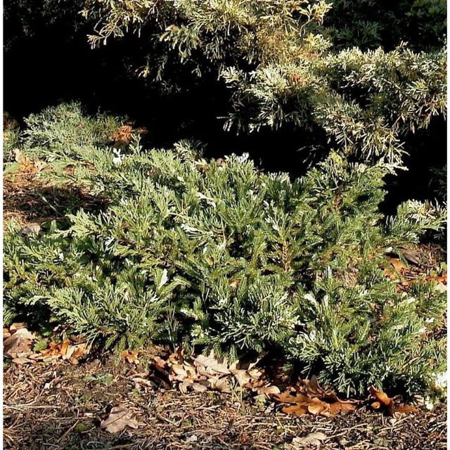 Teppichwacholder Compacta Juniperus horizontalis als grüner Bodendecker und Zwergstrauch - Bild 1