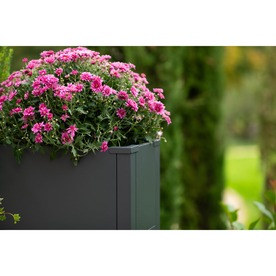 Westmann Metall Pflanzkübel Talus L Anthrazit B/H/T: 100 x 52 x 25 cm - Bild 6