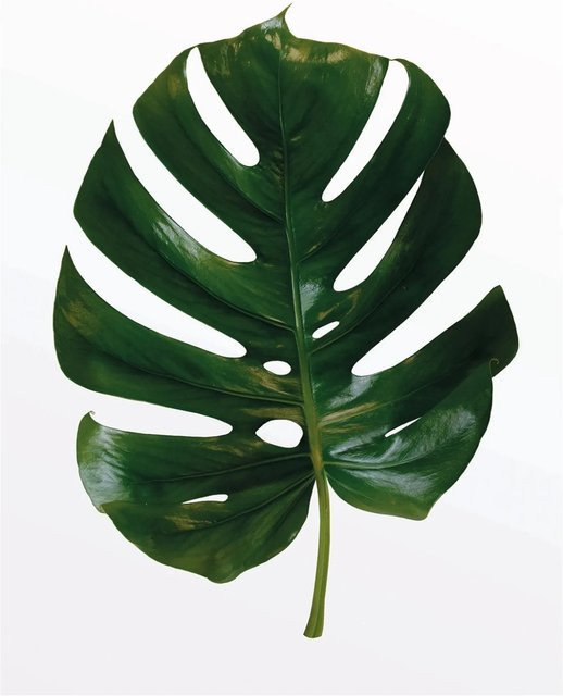 Komar Wandbild Monstera Leaf in Grün, B: 30 cm, H: 40 cm - Bild 1