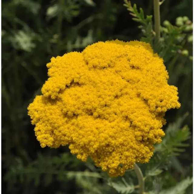 Schafgarbe Golden Plate Achillea filipendulina gelbe Staude für Garten und Schnittblumen von Nr-01.de - Bild 1