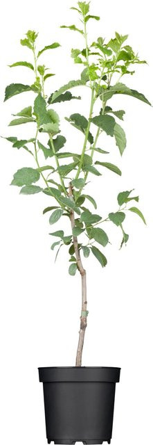 GROW by OBI Bio Hauszwetsche Prunus Pflaume im Topf, Höhe: 130 cm - Bild 1