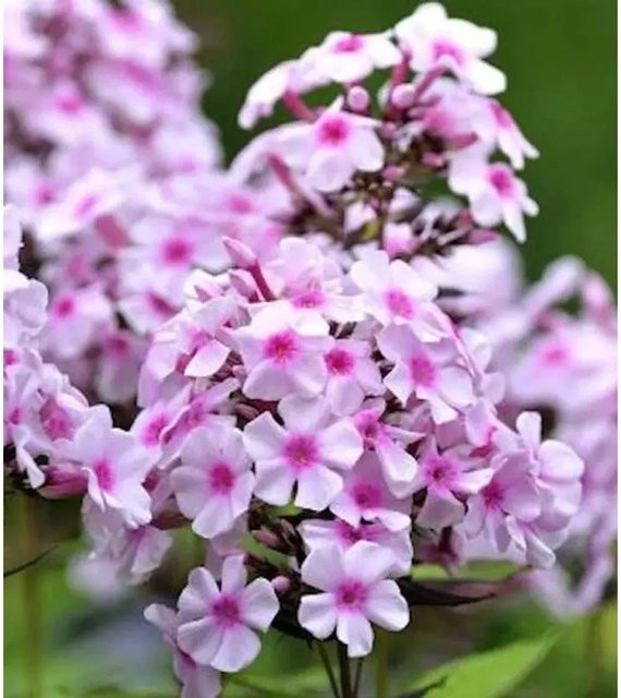 Phlox Maculata Wiesen Flammenblume Delta als mehrjährige Schnittblumenpflanze für den Garten von Nr-01.de - Bild 1