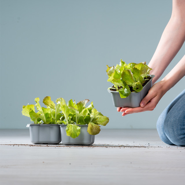 BIO Roter Krautsalat Schale, 3 Stück - Bild 1