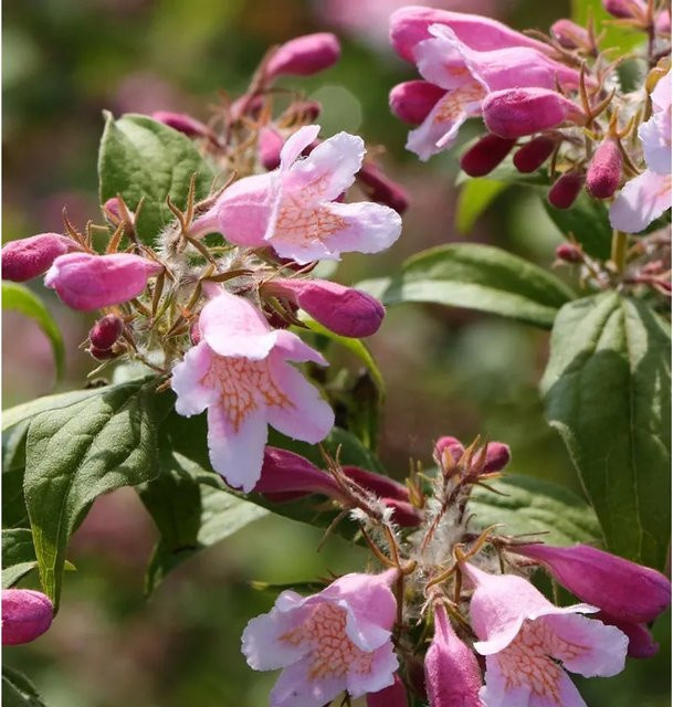 Perlmuttstrauch Kolkwitzie Kolkwitzia amabilis in Weiß, Rosa und Pink für deinen Garten - Bild 1