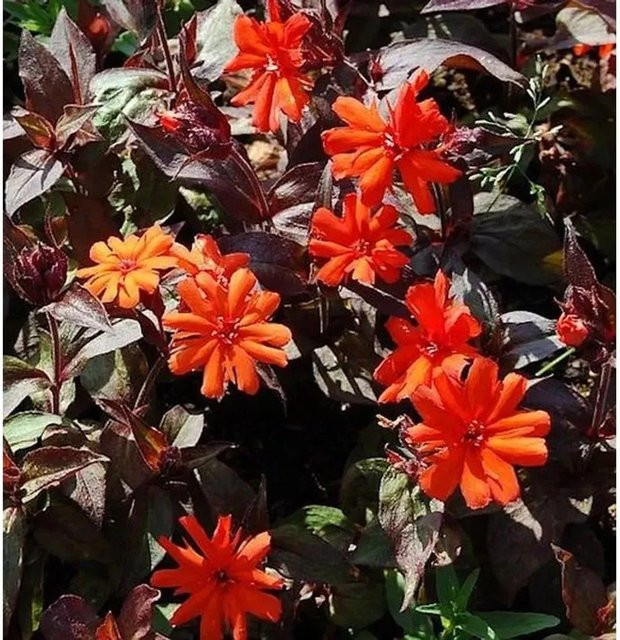 Orangerote Lichtnelke Lychnis arkwrightii Oranger Zwerg als mehrjährige Staude für Steingarten, Staudengarten und Blumenbeet - Bild 1