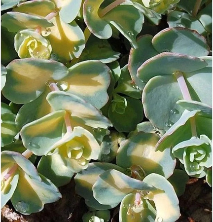 Sedum sieboldii Mauerpfeffer Mediovariegatum als mehrjährige Gartenpflanze in den Farben Gelb, Grün und Pink