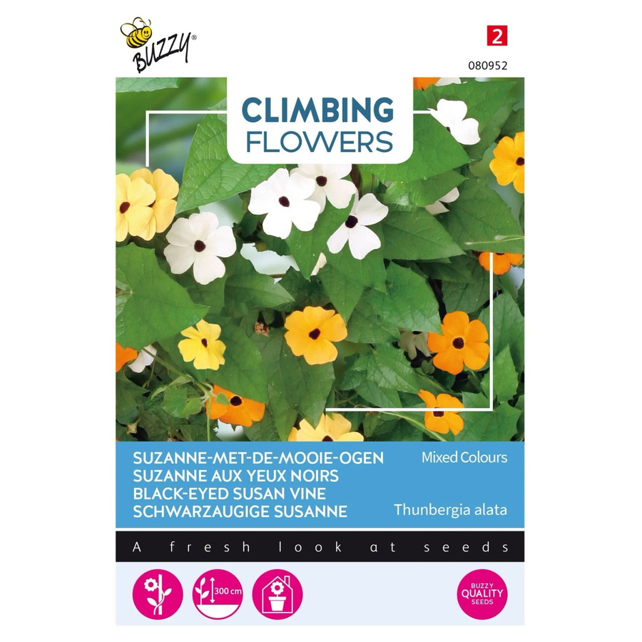 Arborix Thunbergia Buzzy Mischung Kletterpflanzen Samen 0,5 g - Bild 2