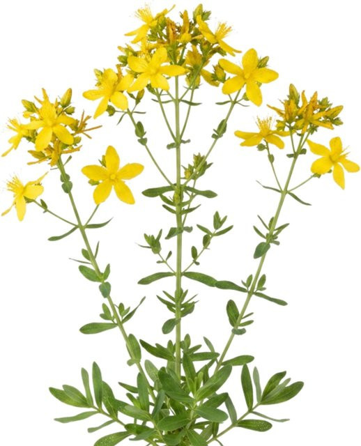 LaCaTho Johanniskraut Samen Hypericum Perforatum mit 5000 Samen für gelbe Blüten - Bild 1