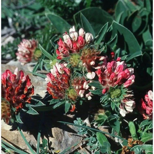 Anthyllis vulneraria Wundklee Coccinea rote Staude von Nr-01.de - Bild 1
