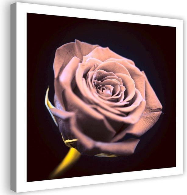 Leinwandbild Rose in der Dunkelheit von Feeby, Farbe Rosa, B/T/H: 30 x 30 x 1 cm - Bild 1