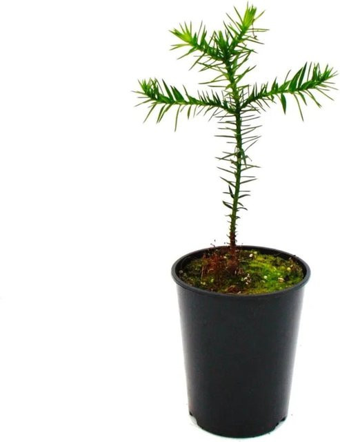 Exotenherz Chilenische Schmucktanne Araucaria Araucana Setzling, Grün, im 15cm Topf - Bild 1