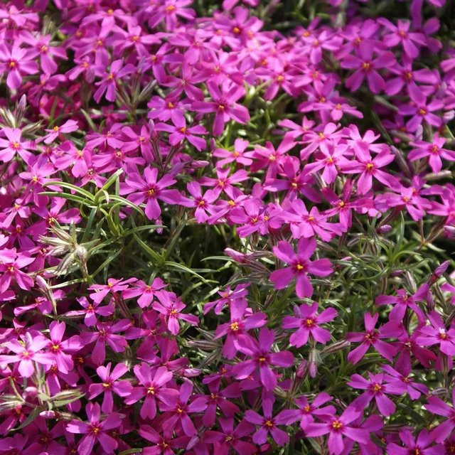 6er Set Arborix Teppich-Flammenblume Phlox subulata Atropurpurea, immergrüne Bodendecker in Topf 9cm, rot/pink - Bild 1