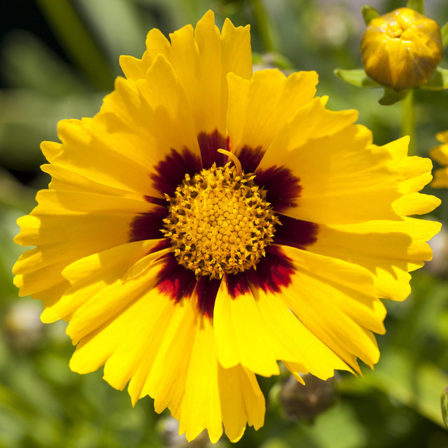 BIO Großblumiges Mädchenauge Coreopsis grandiflora von BLUME2000, 3 Stück Stauden für Gartenbeet, Balkonkästen und Blumenkübel - Bild 1