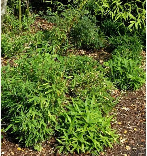 Fargesia murieliae Zwergbambus Lolliloops grün für den Garten als Sichtschutz, Höhe: 40-60 cm - Bild 1