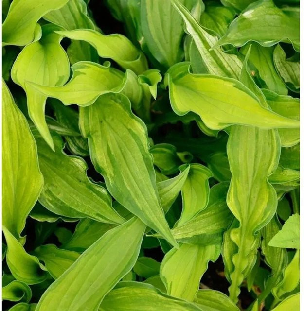 Hosta fortunei Funkie Albo - Grüne Staude - Bild 1