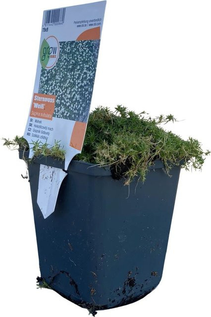 GROW by OBI Sternmoos Sagina Weiß in Topf, Durchmesser: 9 cm - Bild 1