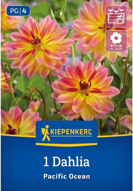 Kiepenkerl Dekorative Dahlie Pacific Ocean Zwiebel rosa - Bild 1