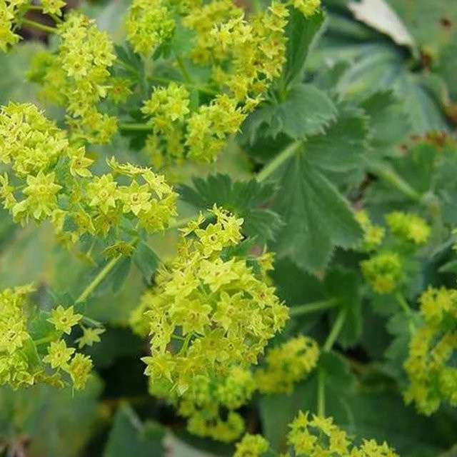 6er Set Alchemilla mollis Frauenmantel als mehrjährige Bodendecker in 9cm Töpfen von arborix - Bild 1