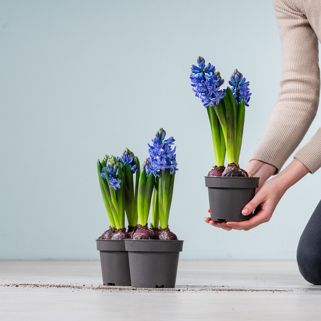 3 Stück Hyazinthen in Blau, Größe M von BLUME2000 - Bild 1